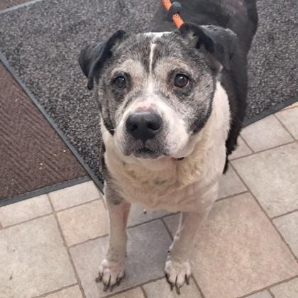 Annabelle, ADOPTABLE, Senior Female Beagle.