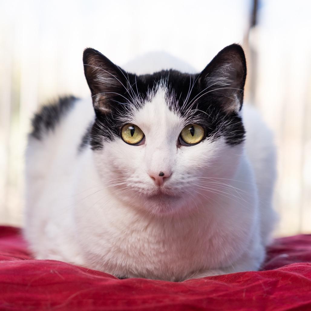Ricky aka Charlie, Adoptable, Adult Male Domestic Short Hair.