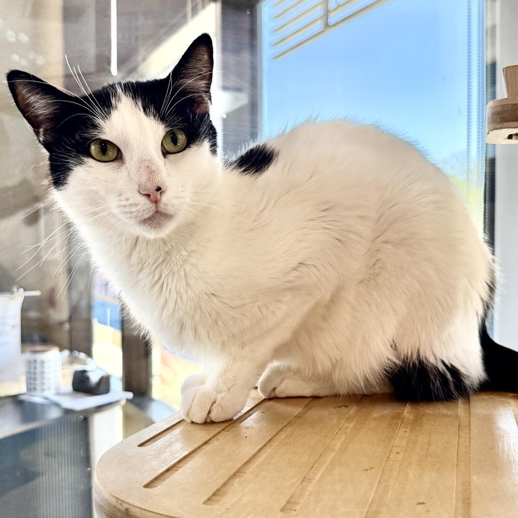 Enlarge Ricky aka Charlie, a Adoptable mixed breed in Palm Springs, CA image 1/5