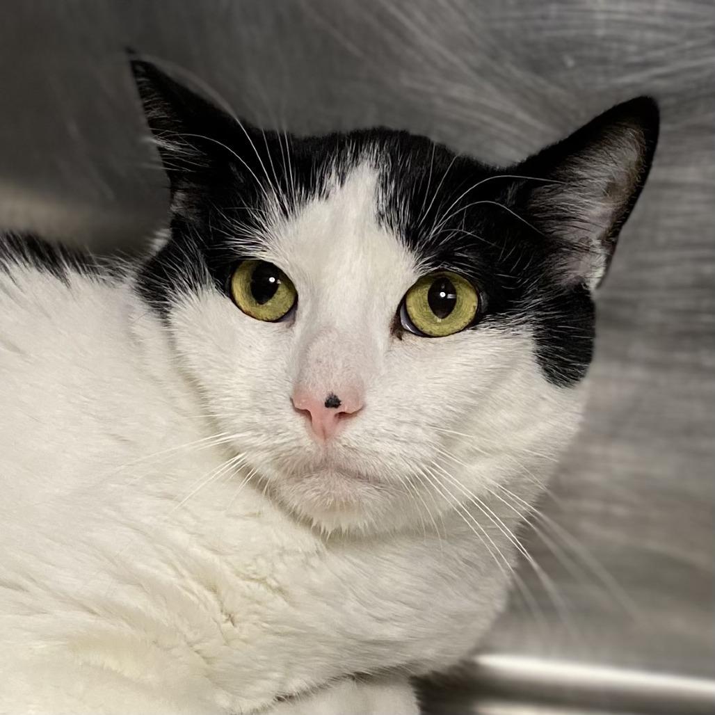 Enlarge Ricky aka Charlie, a Adoptable mixed breed in Palm Springs, CA image 2/5