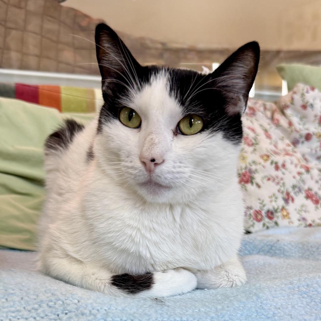 Enlarge Ricky aka Charlie, a Adoptable mixed breed in Palm Springs, CA image 3/5