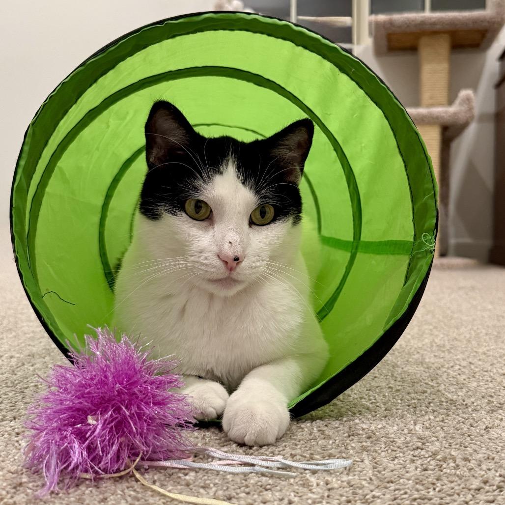 Enlarge Ricky aka Charlie, a Adoptable mixed breed in Palm Springs, CA image 4/5