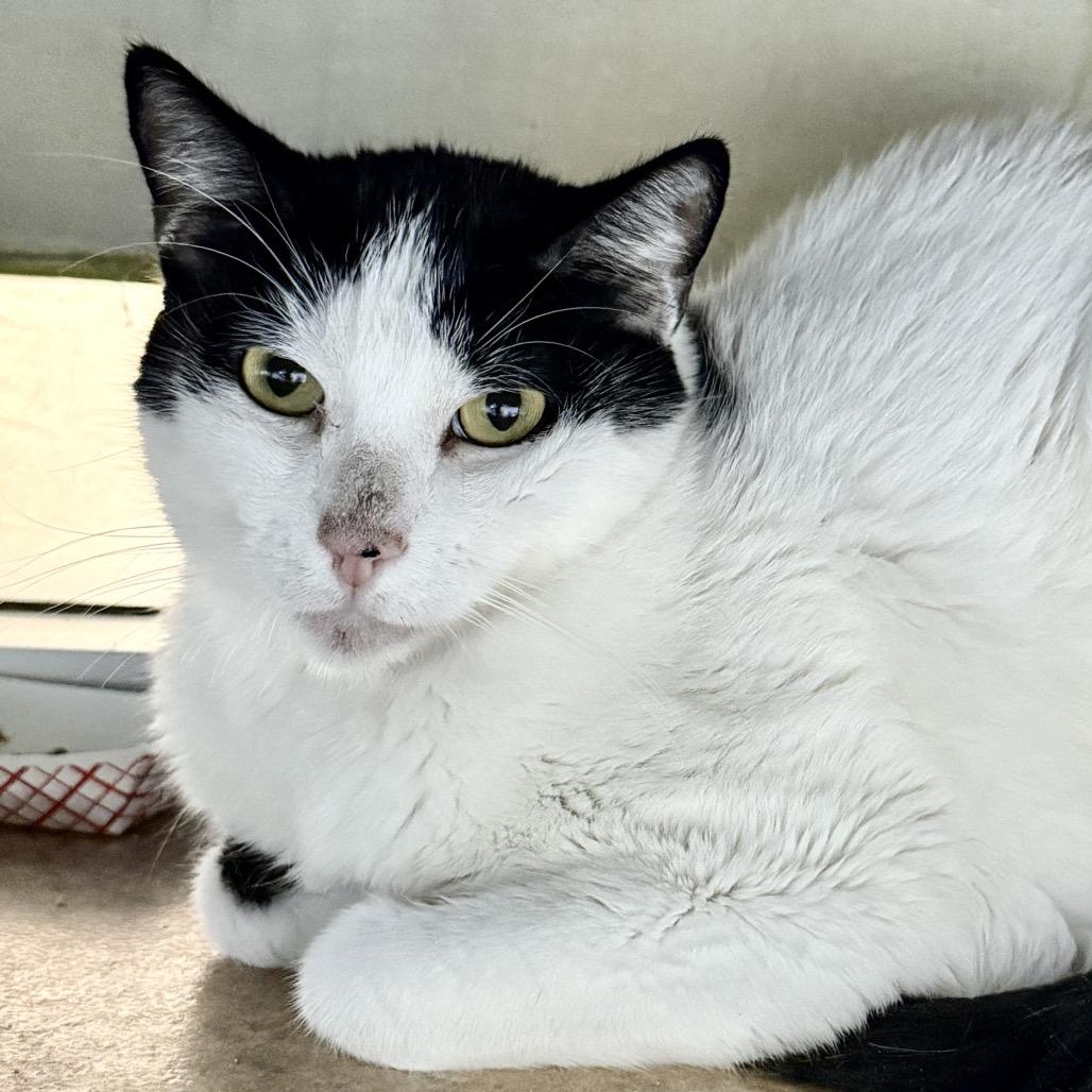 Enlarge Ricky aka Charlie, a Adoptable mixed breed in Palm Springs, CA image 5/5