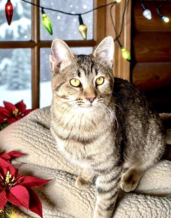 Enlarge Itsy KITTEN, a ADOPTABLE Tabby in Perry, IA image 3/5