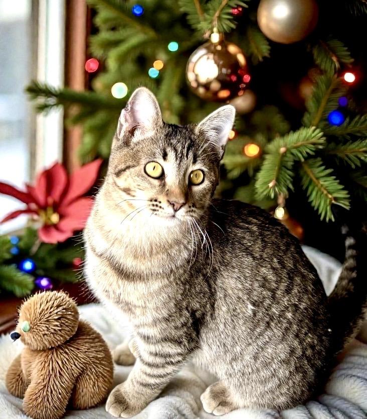 Enlarge Itsy KITTEN, a ADOPTABLE Tabby in Perry, IA image 4/5