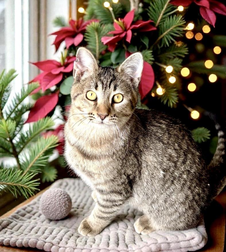 Enlarge Itsy KITTEN, a ADOPTABLE Tabby in Perry, IA image 5/5