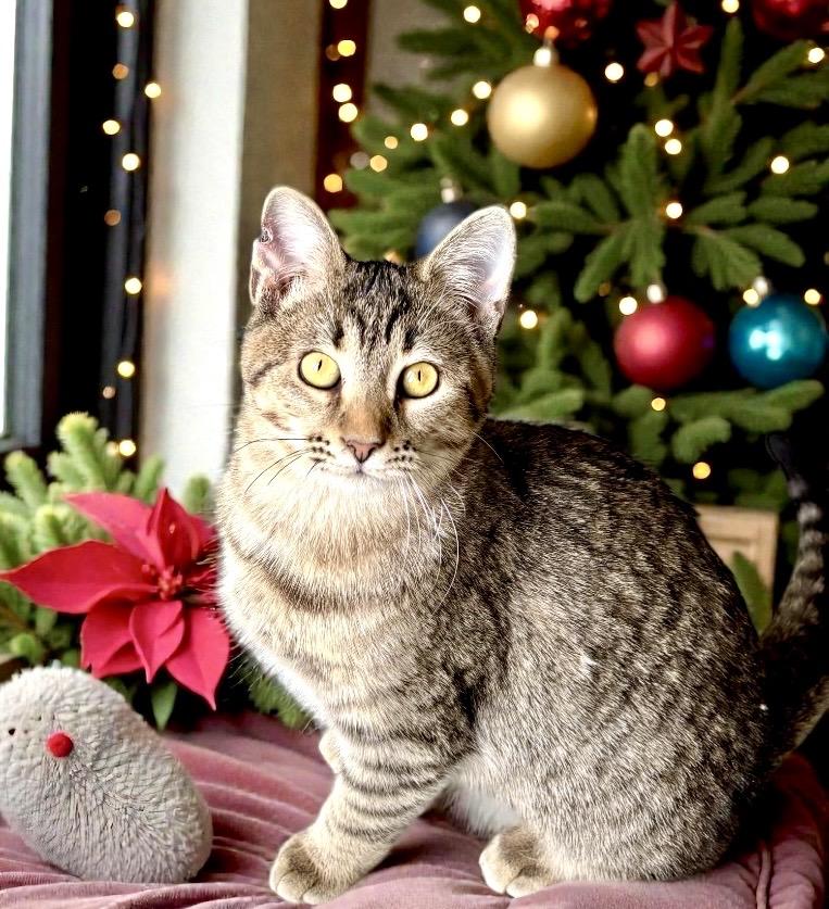 Enlarge Itsy KITTEN, a ADOPTABLE Tabby in Perry, IA image 2/5