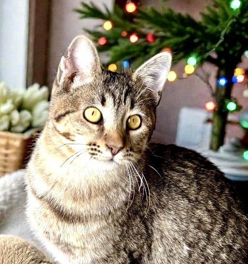 Enlarge Itsy KITTEN, a ADOPTABLE Tabby in Perry, IA image 1/5