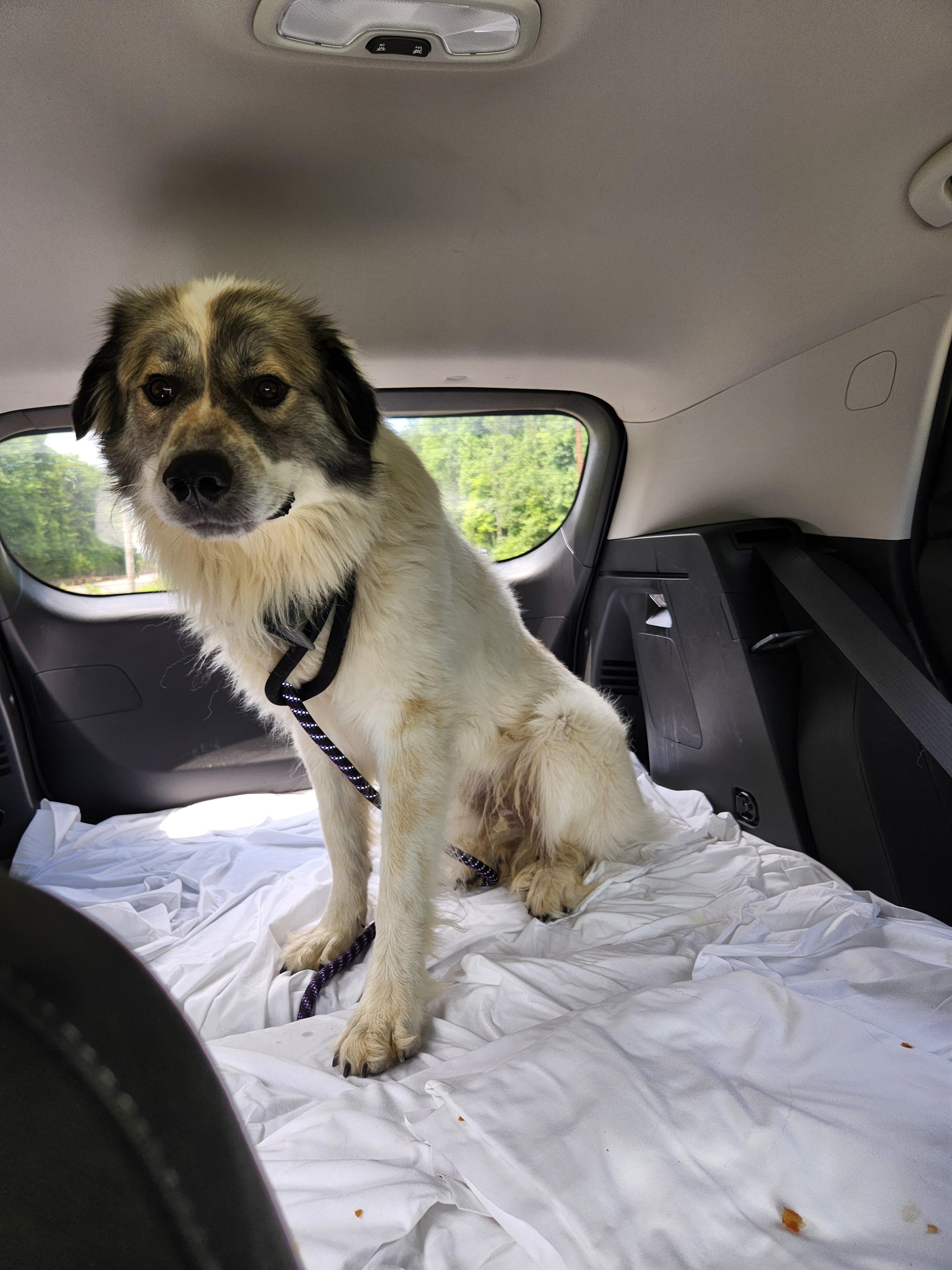 Enlarge Hagrid, an adopted Great Pyrenees in Conway, SC image 2/3