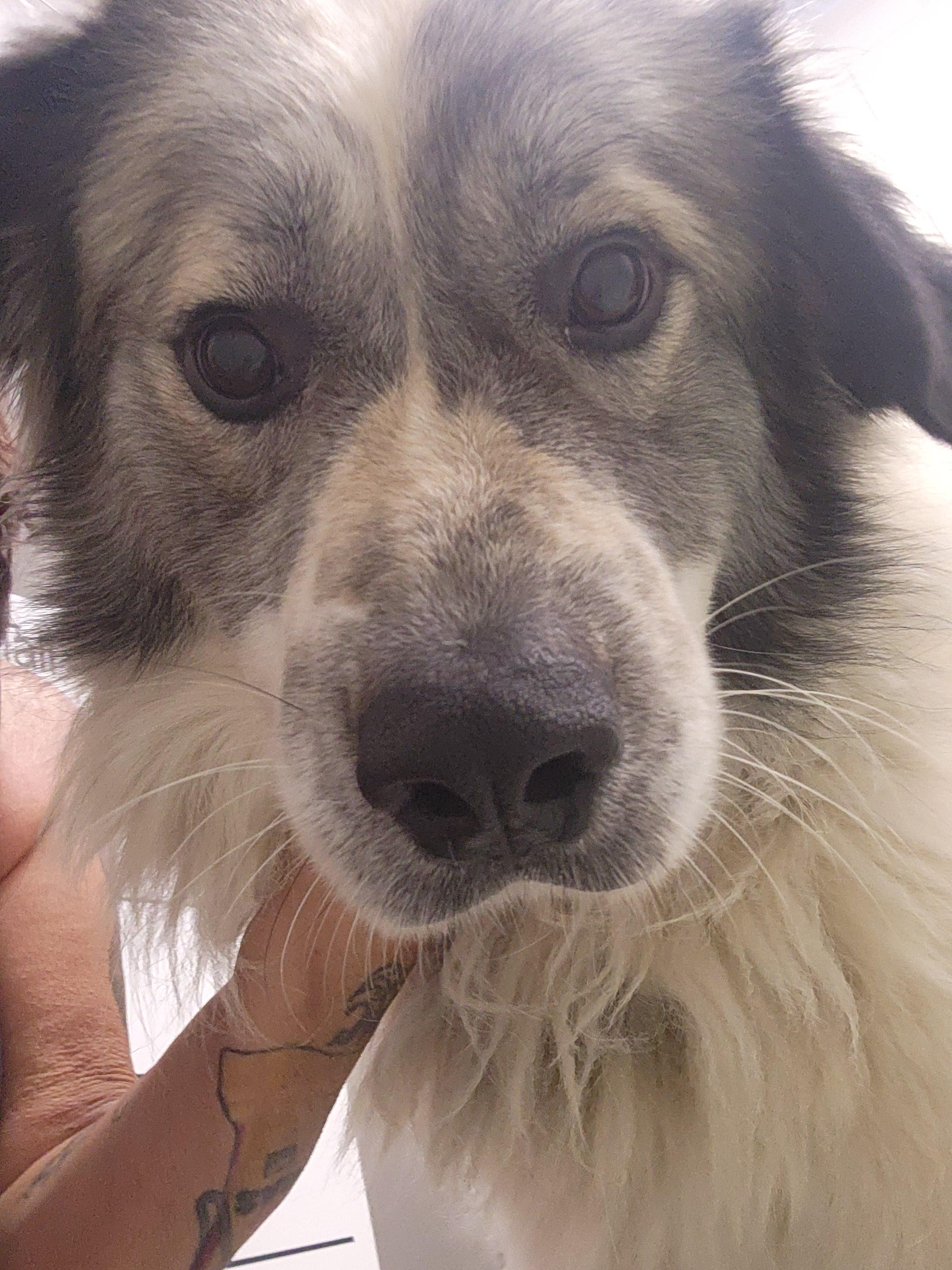Enlarge Hagrid, an adopted Great Pyrenees in Conway, SC image 3/3