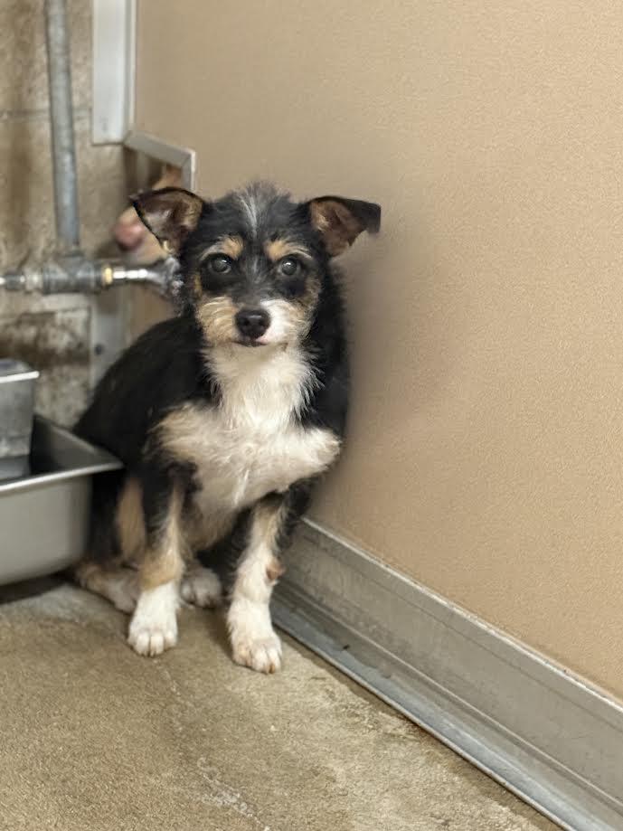 Enlarge A041261, a ADOPTABLE mixed breed in Oakdale, CA image 1/1