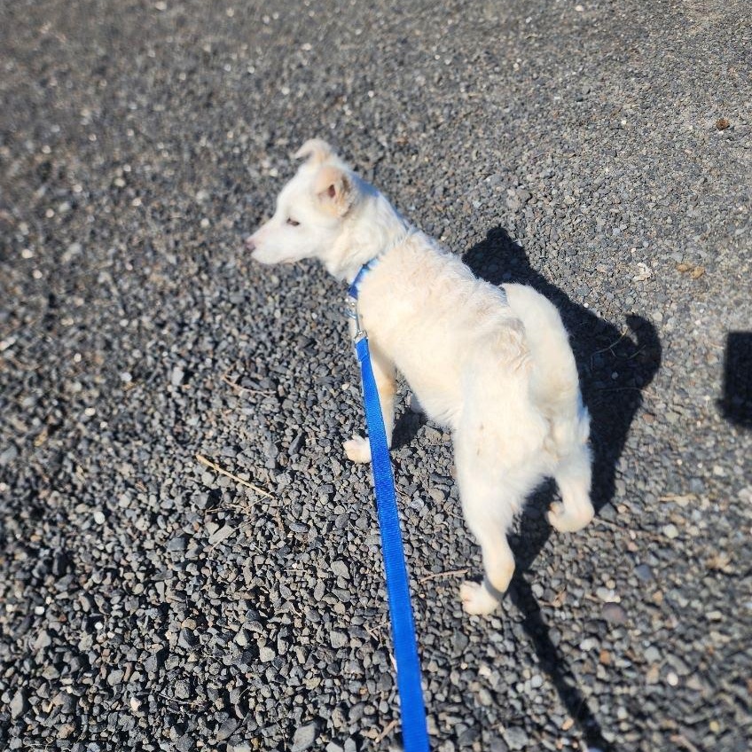 Enlarge Tucker, an adoptable mixed breed in Olympia, WA image 3/4