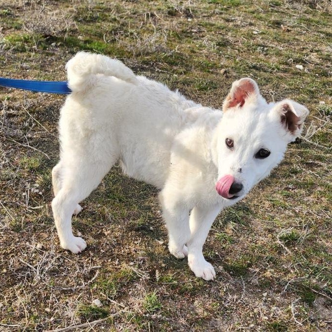 Enlarge Tucker, an adoptable mixed breed in Olympia, WA image 4/4