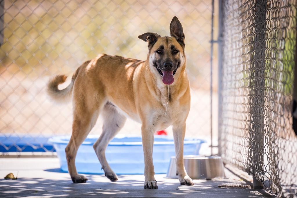 La Luna, Adoptable, Adult Female Shepherd.