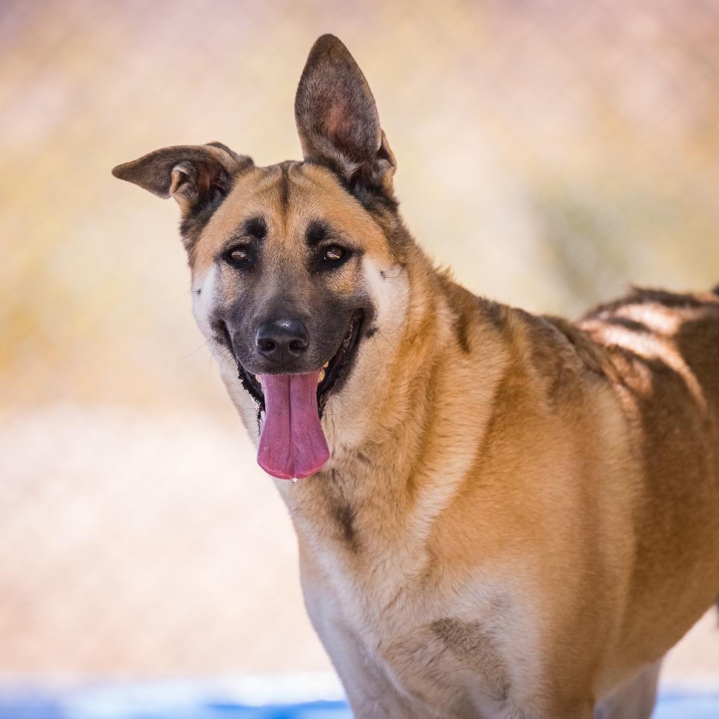 Enlarge La Luna, a Adoptable Shepherd in Twentynine Palms, CA image 2/5