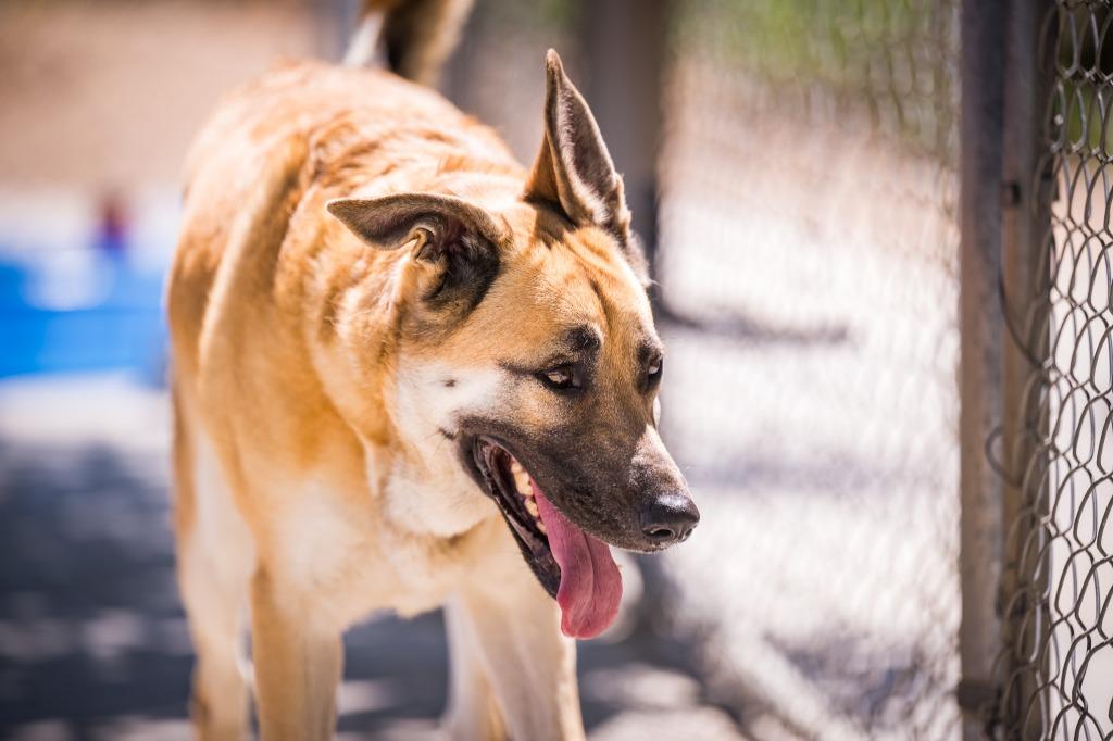 Enlarge La Luna, a Adoptable Shepherd in Twentynine Palms, CA image 3/5