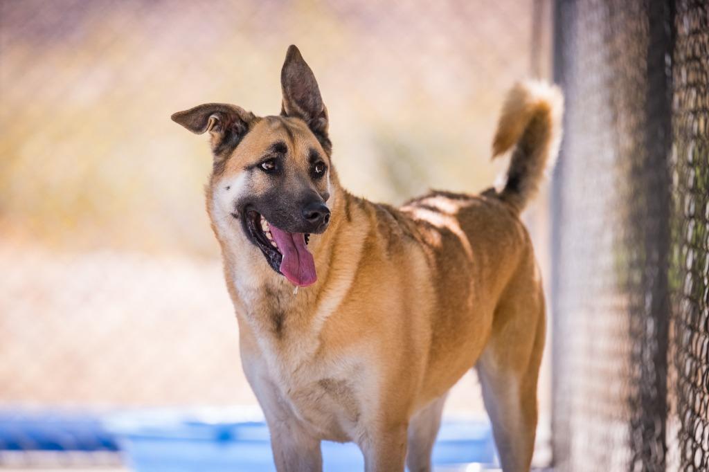 Enlarge La Luna, a Adoptable Shepherd in Twentynine Palms, CA image 4/5