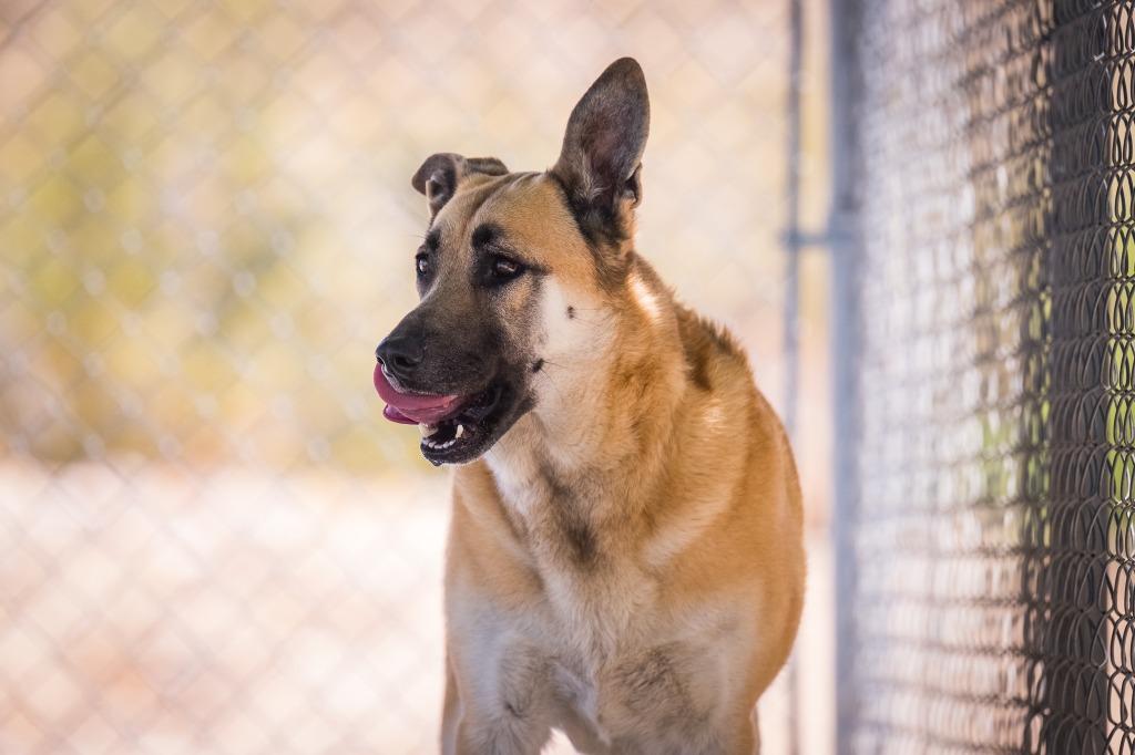 Enlarge La Luna, a Adoptable Shepherd in Twentynine Palms, CA image 5/5