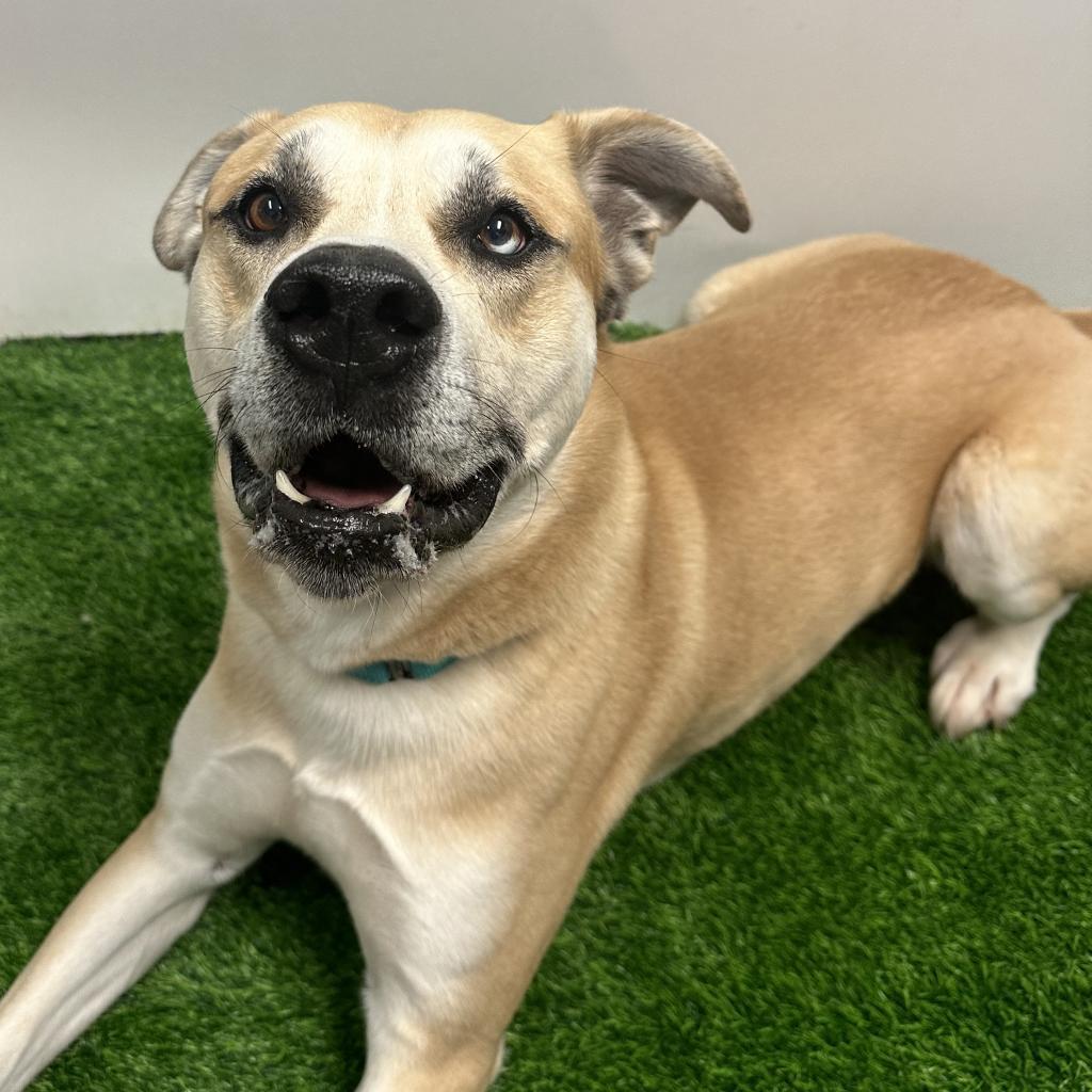 Enlarge Bowie aka Bo, a Adoptable mixed breed in Columbia, MO image 1/3