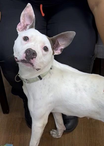 Winter, Adoptable, Adult Female Bull Terrier & Mixed Breed.