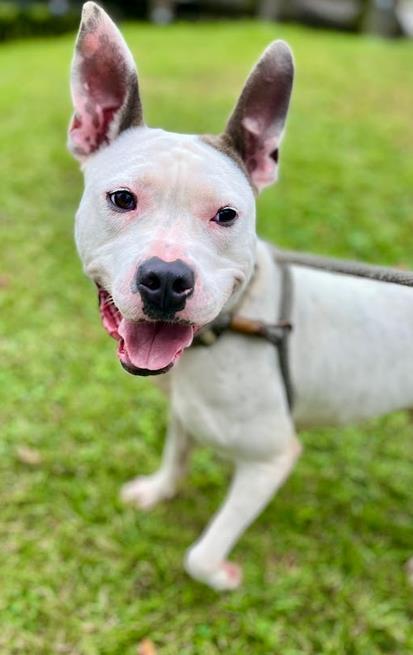 Enlarge Winter, a Adoptable mixed breed in Savannah, GA image 2/3