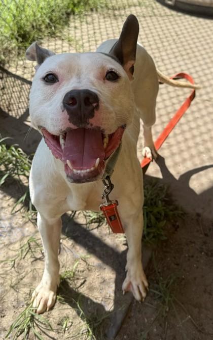 Enlarge Winter, a Adoptable mixed breed in Savannah, GA image 3/3