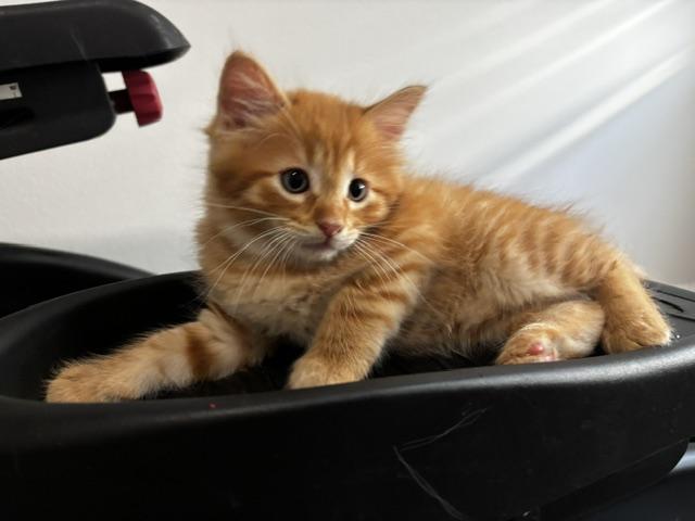 Enlarge Kylian, a Adoptable Domestic Long Hair in Lafayette, LA image 2/6