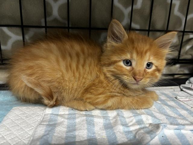 Enlarge Kylian, a Adoptable Domestic Long Hair in Lafayette, LA image 3/6