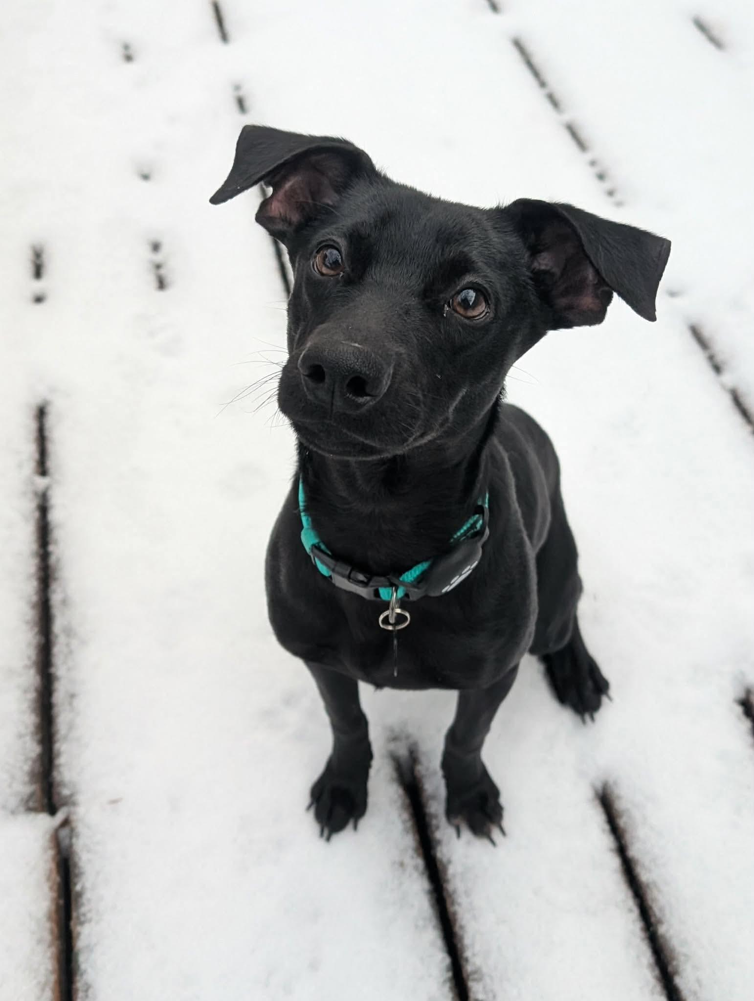 Enlarge Gumbo, a ADOPTABLE mixed breed in Austin, TX image 4/6