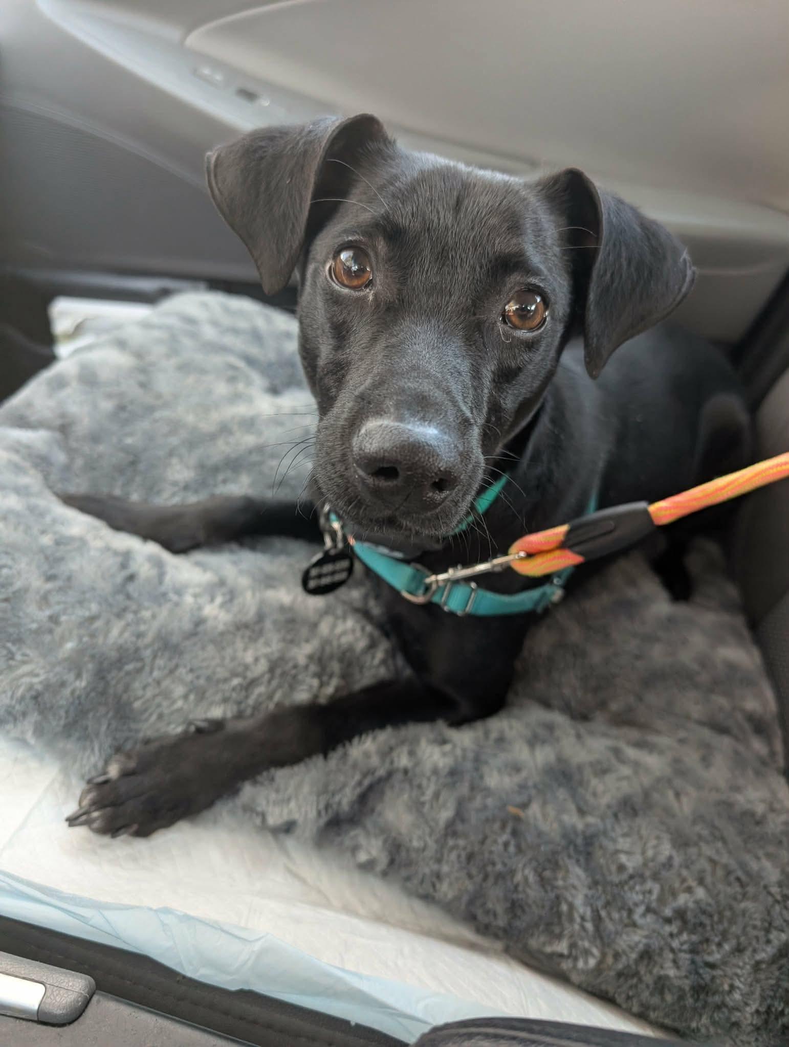 Enlarge Gumbo, a ADOPTABLE mixed breed in Austin, TX image 5/6