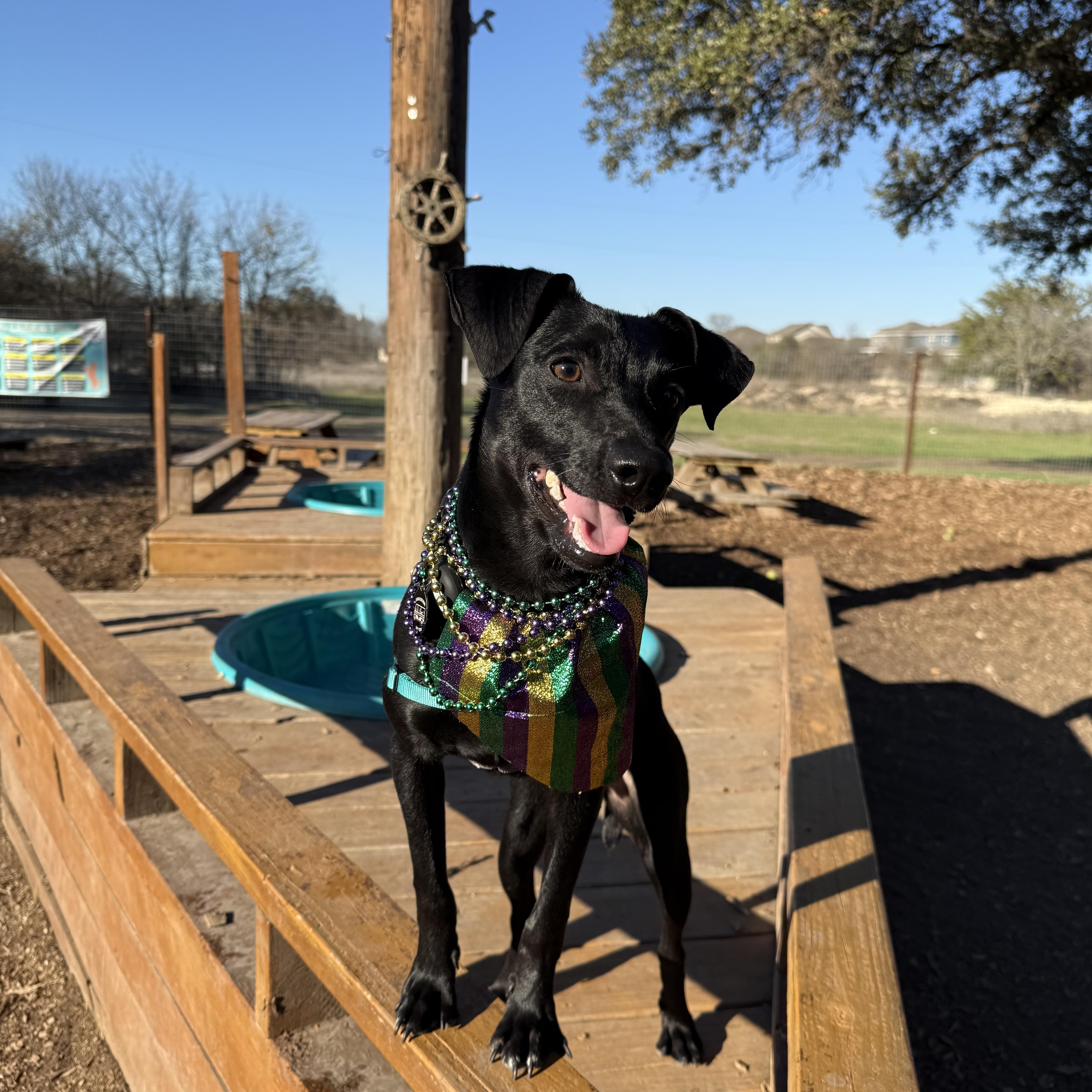Enlarge Gumbo, a ADOPTABLE mixed breed in Austin, TX image 2/6
