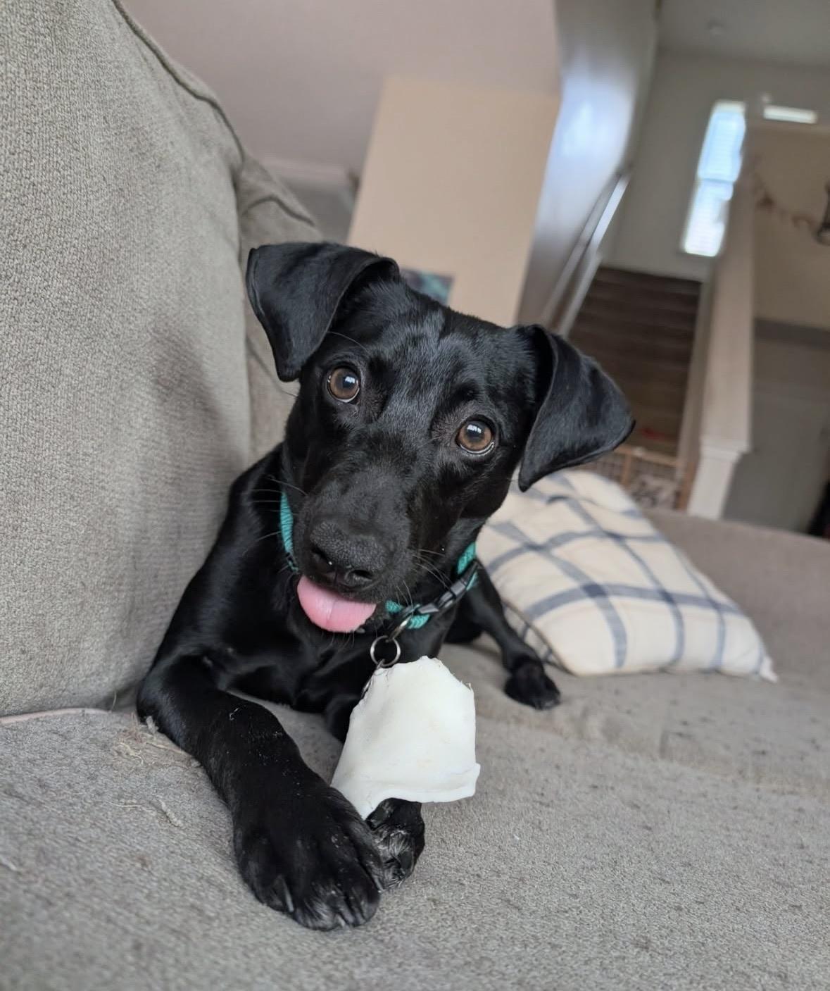 Gumbo, ADOPTABLE, Adult Male Dachshund & Terrier.