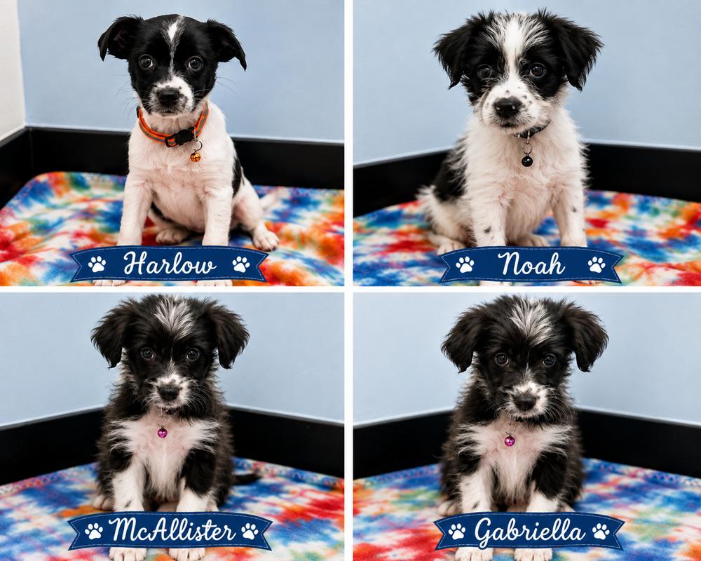 Noah, Adoptable, Puppy Male Jack Russell Terrier & Border Collie.