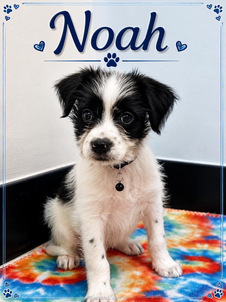 Noah, a Adoptable mixed breed in Fern Park, FL image 2/2