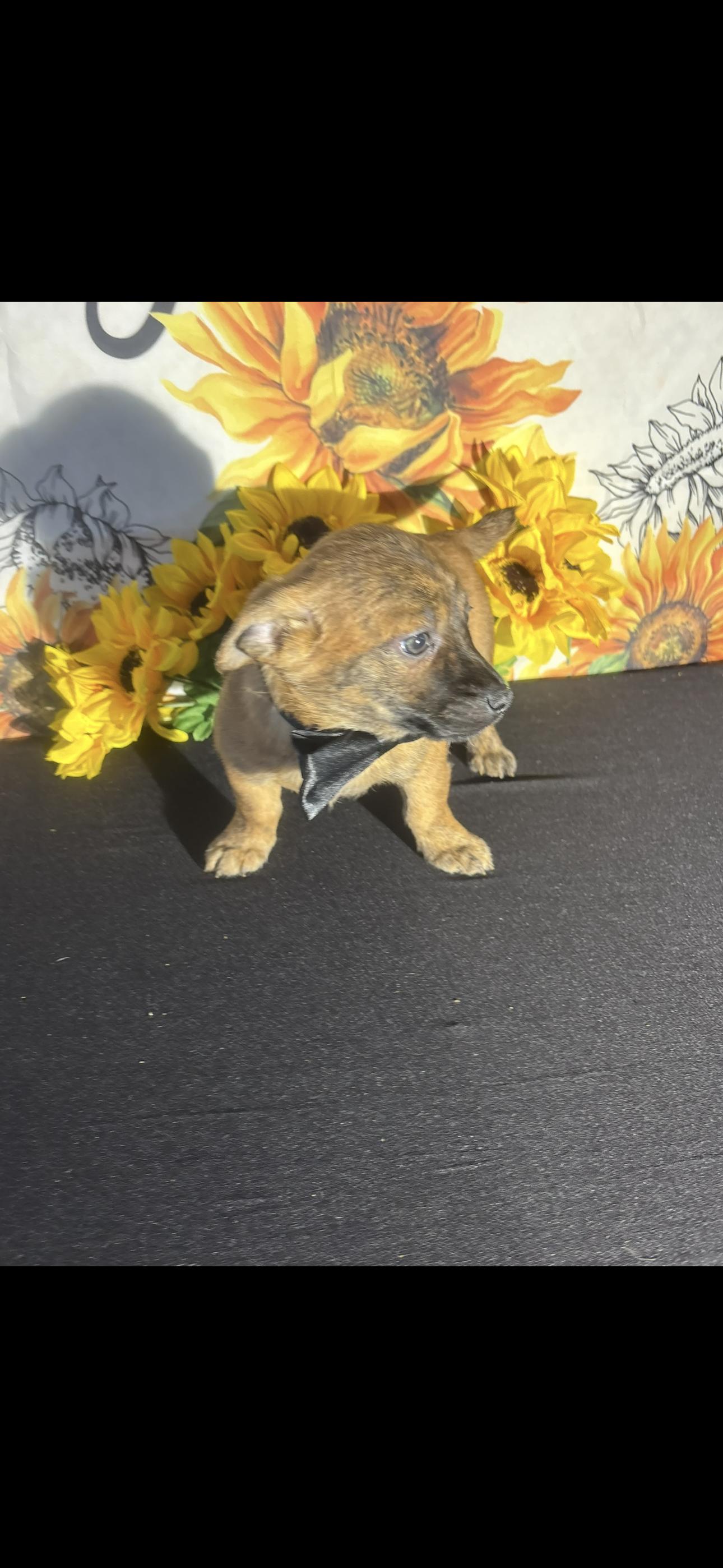 Cowboy, a ADOPTABLE mixed breed in Cottonwood, CA image 4/6