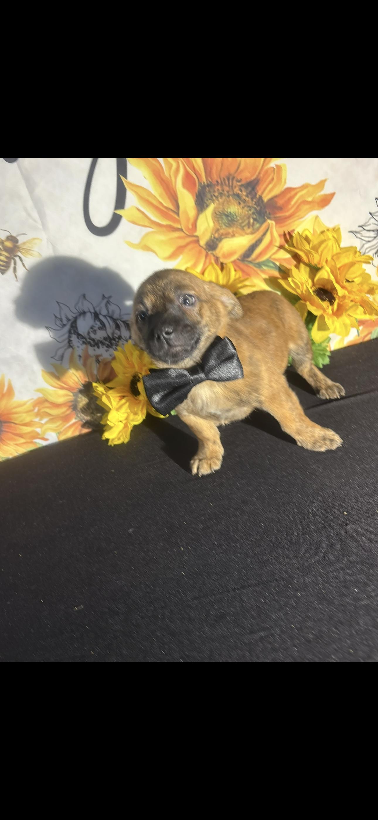 Cowboy, a ADOPTABLE mixed breed in Cottonwood, CA image 1/6