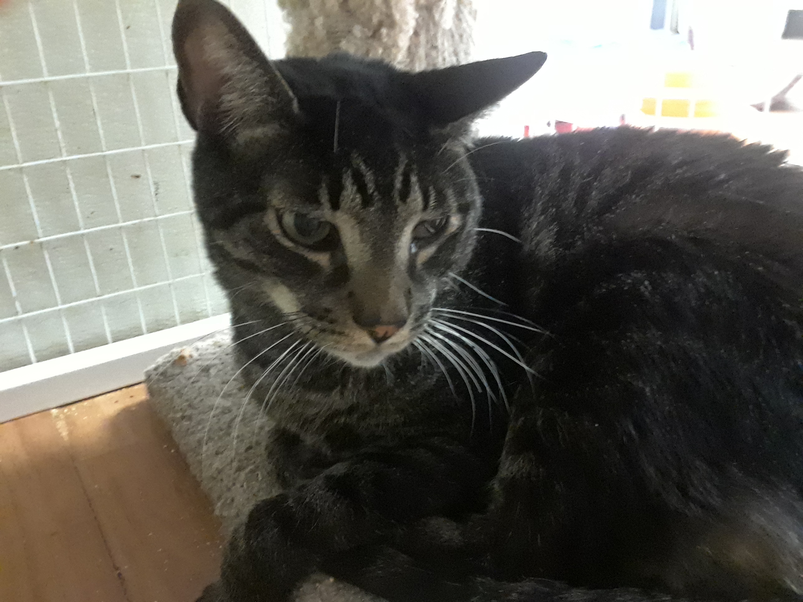 Bon Juvi, an adoptable Domestic Short Hair & Tabby Mix in Margate, FL_image-1
