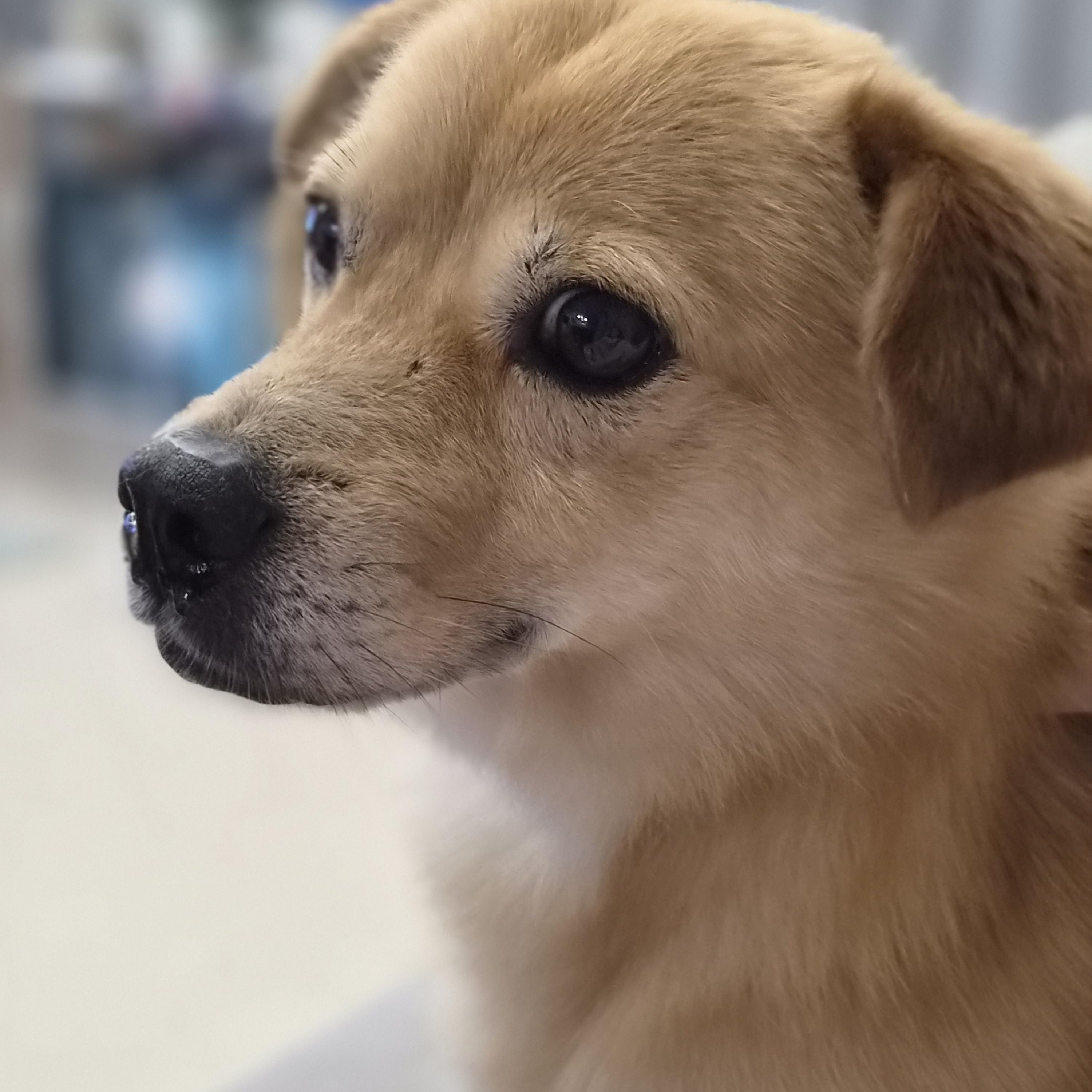 Pringles, ADOPTABLE, Adult Male Jindo.