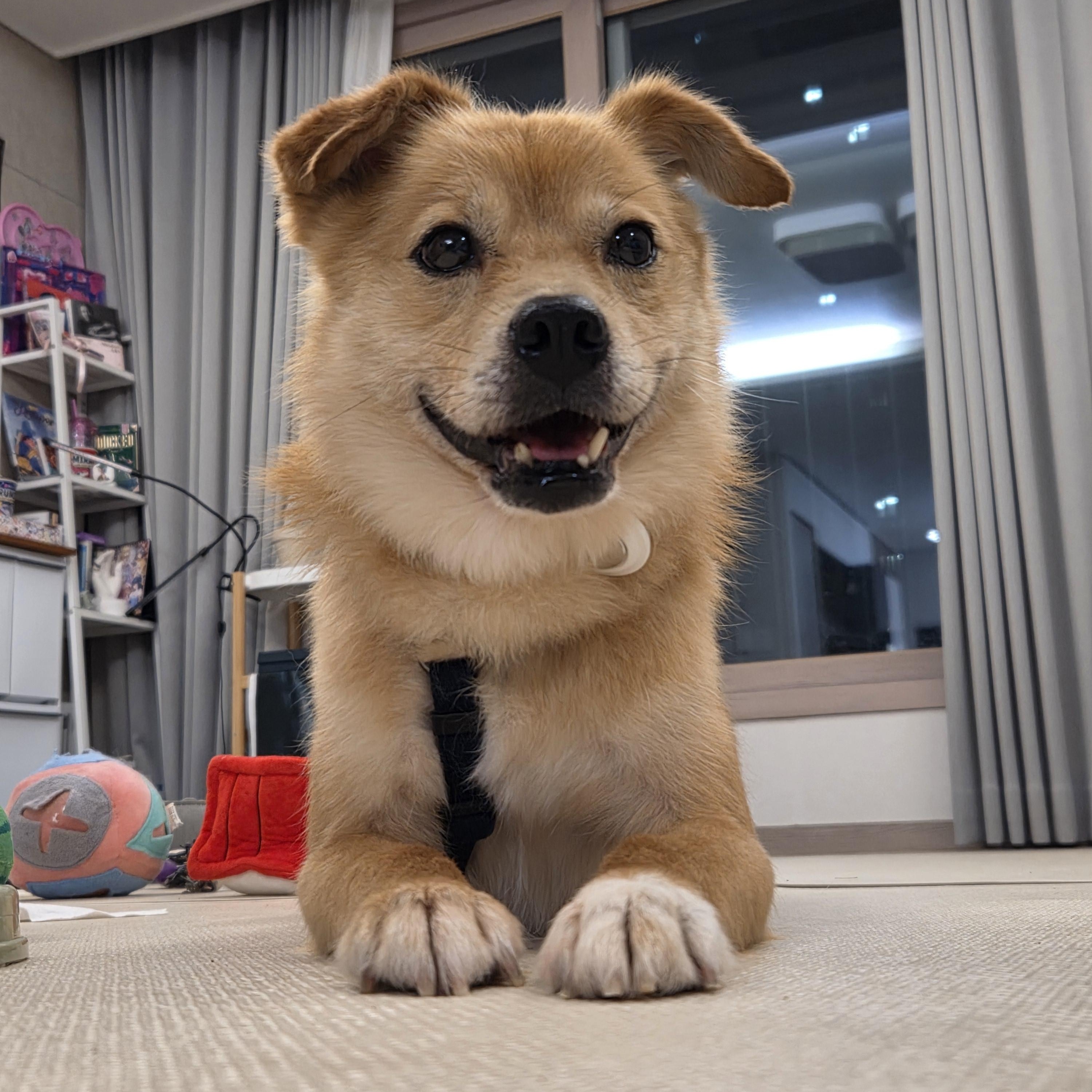 Enlarge Pringles, a ADOPTABLE mixed breed in Duluth, GA image 2/6