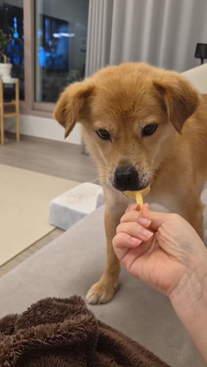 Enlarge Pringles, a ADOPTABLE mixed breed in Duluth, GA video 6/6