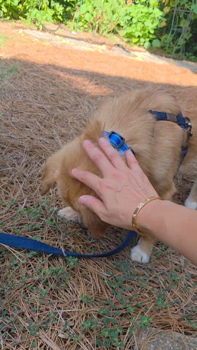 Enlarge Pringles, a ADOPTABLE mixed breed in Duluth, GA video 5/6