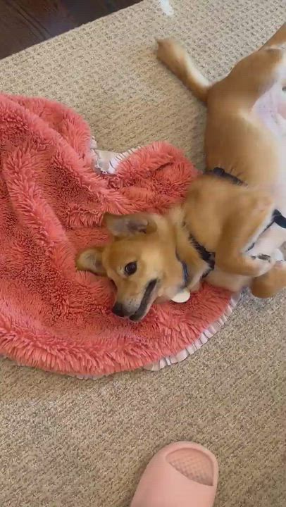Enlarge Pringles, a ADOPTABLE mixed breed in Duluth, GA video 4/6