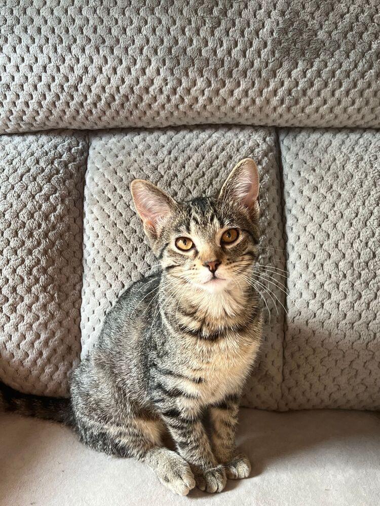 Mouse, a Adoptable Domestic Short Hair in McPherson, KS image 1/6