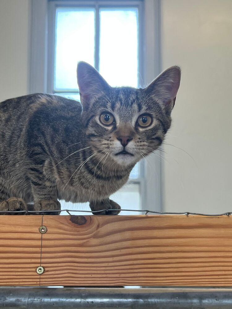 Mouse, a Adoptable Domestic Short Hair in McPherson, KS image 2/6