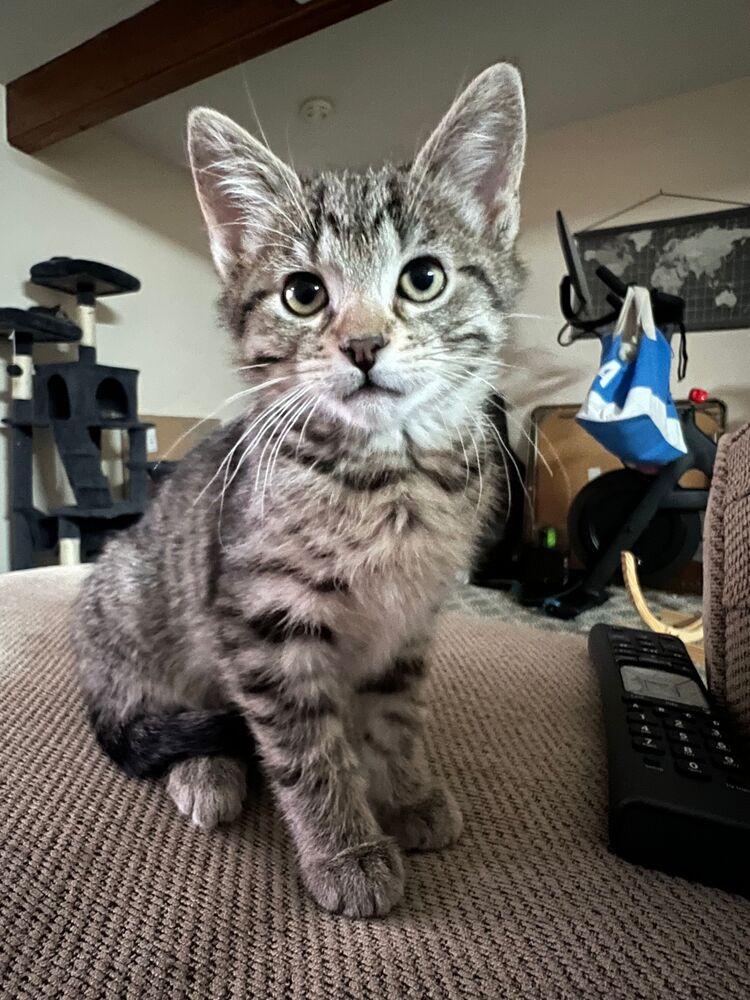 Mouse, a Adoptable Domestic Short Hair in McPherson, KS image 4/6