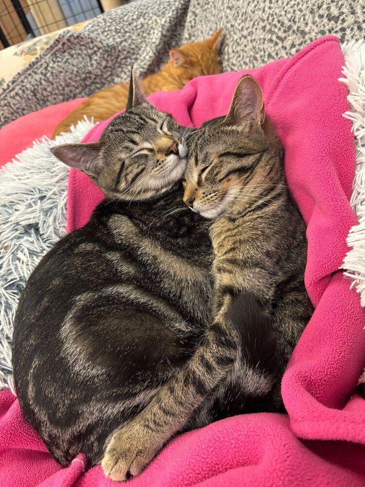 Mouse, a Adoptable Domestic Short Hair in McPherson, KS image 5/6