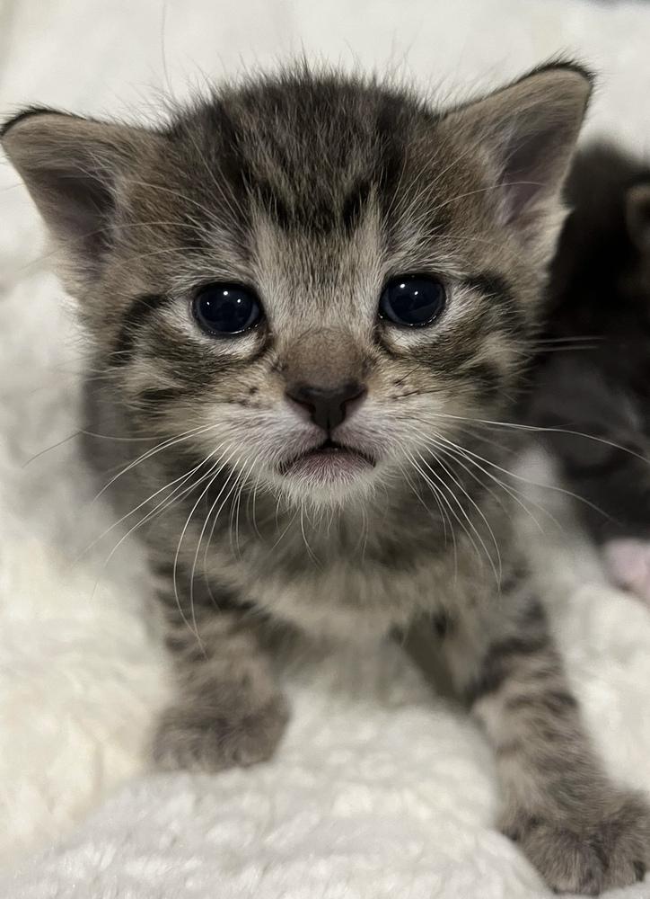 Mouse, a Adoptable Domestic Short Hair in McPherson, KS image 6/6