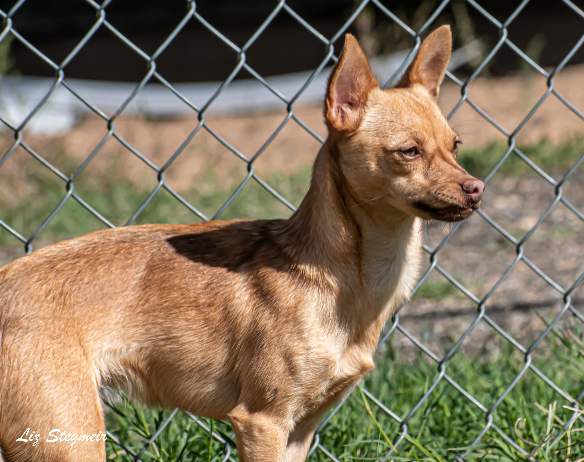 Foxy, Adoptable, Young Female Chihuahua.