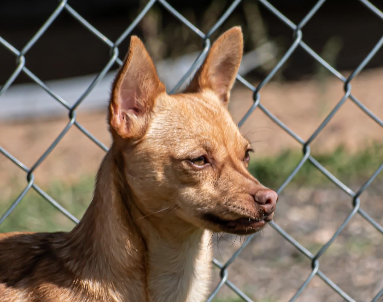 Foxy, adoptable, Young Female Chihuahua.