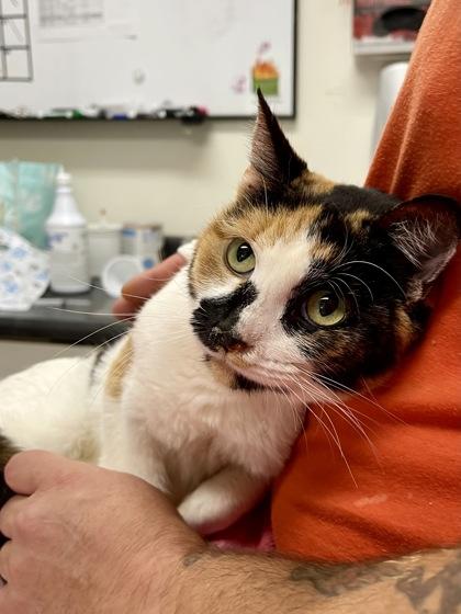 Tortellini, ADOPTABLE, Adult Female Domestic Short Hair.